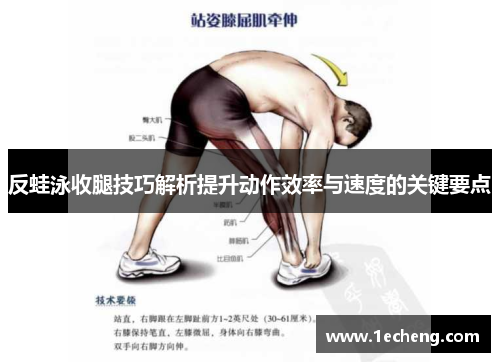 反蛙泳收腿技巧解析提升动作效率与速度的关键要点